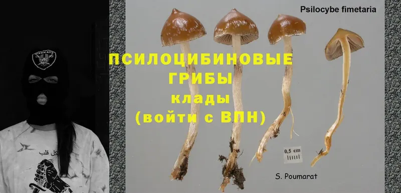 Псилоцибиновые грибы MAGIC MUSHROOMS  Луга 